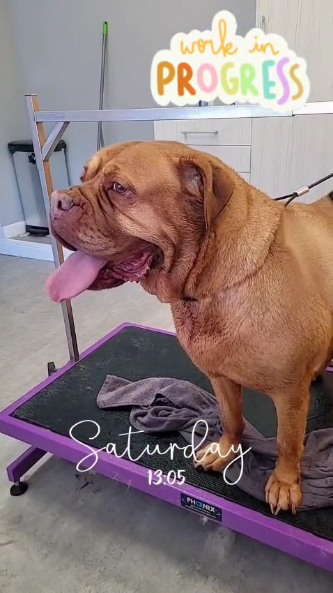 Perro grande en la mesa de peluquería