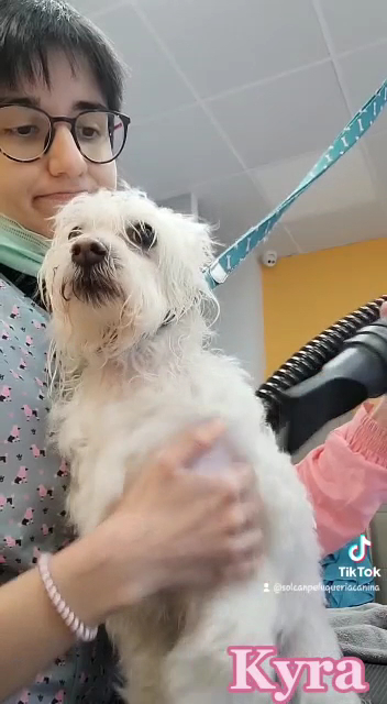 Peluquera con perro